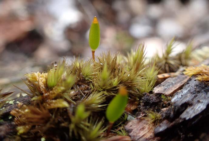 Spridning av växter och djur har stor betydelse för den genetisa variationen, stara populationer och i förlängningen den biologisa mångfalden.