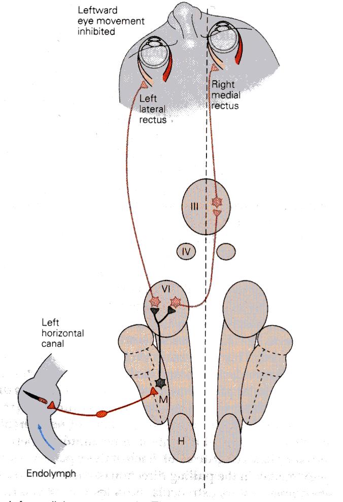 Vestibulärt impulstest (Head impulse test) Halmagyi & Curthoys Arch Neurol 1988 Det bästa