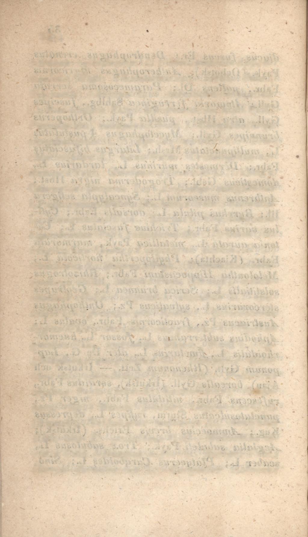 36 dendron cylindricurn L.; Melanophila appendiculata Fabr. (Kamtschatka), tarda Fabr.; Buprestis mariana L.; Ancylocheira rustica L., 8-maculata Pali.; Viccreu acuminata Pail.