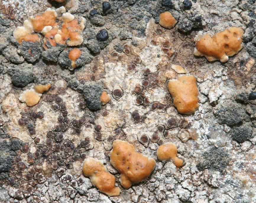 2 Silobia tangerina nybeskriven art i Acarospora