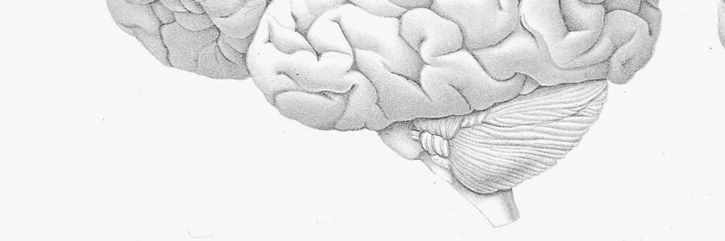 Vilka funktioner kontrolleras framförallt inom de respektive loberna och vilka anatomiska landmärken utgör gräns mellan de