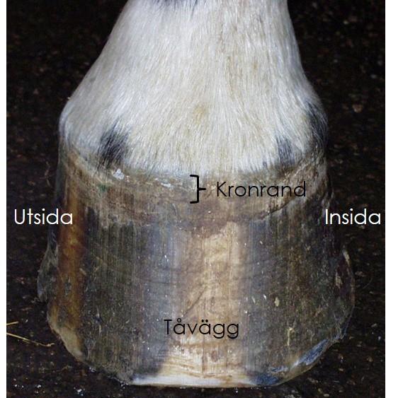 Figur 1. Framhov sedd framifrån och från sidan. Figur 2. Hoven sedd underifrån.