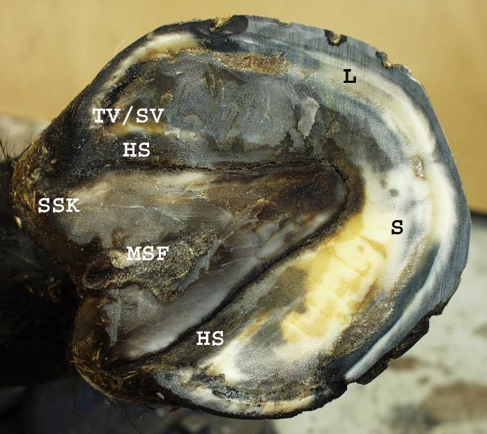 Kronläderhuden, som fyller hovkapselns coronary groove fäster inne i hoven mot sträcksenan och dess infästning mot hovbenet samt mot hovbrosket.