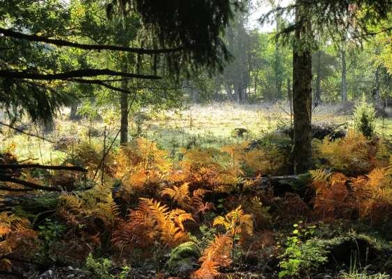 Landskapet i Duvemåla med små åkrar omgärdade av gammal