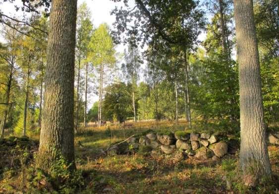 Odlingsrösena är stora och många på Duvemålas inägor.