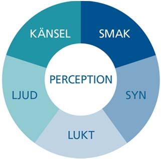 Konsekvenser Autism påverkar hjärnans sätt att hantera information Hjärnan tar in, bearbetar och tolkar information från omvärlden annorlunda Autism leder till ett annorlunda beteende PERCEPTION