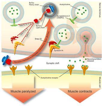 Botox Hämmar acetylcholin frisättning, reversibelt Möjliga verkningsmekanismer av betydelse för smärta ändrad känslighet och svar i muskelnociceptorer minskad aktivitet i