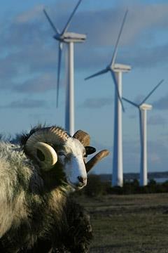 Gotlands elförsörjning fram till 24 maj Tak 195 MW förnyelsebar el Ca 185 MW vind + 2,6 MW solel ansluten Vind + sol producerar ca 45 % av öns elbehov på 900