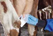 Bra mjölkkvalitet börjar med rena juver Är din mjölkkvalitet på topp? I så fall grattis! Eller önskar du att bakterietalen var lägre?