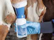 Det är lätt att underskatta mjölkningsrutinens vikt när det gäller att säkerställa en hög kvalitet på mjölken.