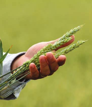 Strategier som ökar lönsamheten Lantmännens växtodlingsrådgivning bidrar till högre lönsamhet på gårdar från Skåne
