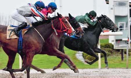 Taittinger Derby Day Sprint Shady Lady vann Janos Tandaris Minne Götalandlöpning på Jägersro i november, före Tante Tove och Master Blaster, vilken startar i Malmö Stads Pris.
