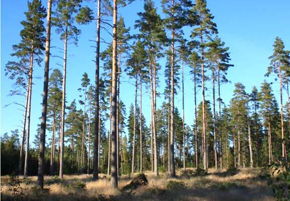 NATURLIG
