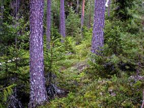 Beståndsföryngrade plantor kan nyttjas I gamla skogar finns ofta beståndsföryngrade plantor, som kan nyttjas helt eller delvis i det nya beståndet (figur NF55).