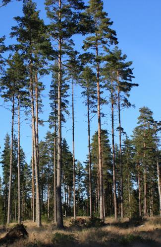 5. Träd som tidigare visat sig producera många kottar. Vid barmark kan mängden nedfallna kottar runt träden kontrolleras. 6.