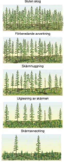 Figur NF60 De olika avverkningarna som kan bli aktuella