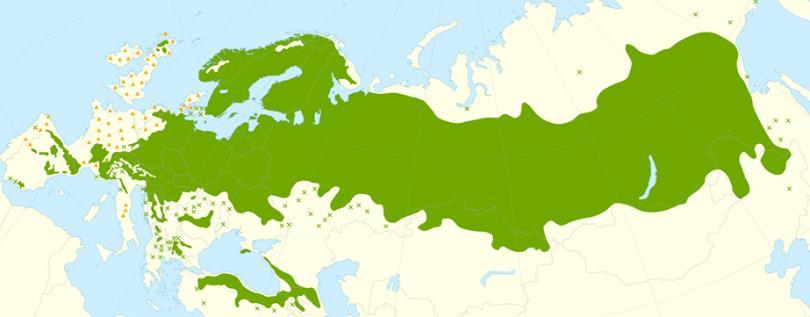 Internationellt perspektiv Naturlig föryngring av vår vanliga tall används över hela dess utbredningsområde. Contorta- och banksianatall kan föryngras naturligt även utan fröträd i Kanada.