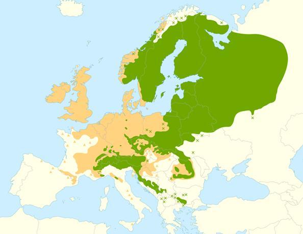Figur NF6 Granens (Picea abies) naturlig utbredning, inklusive isolerade populationer (grönt), samt områden där trädslaget är introducerat och naturaliserat (beige).