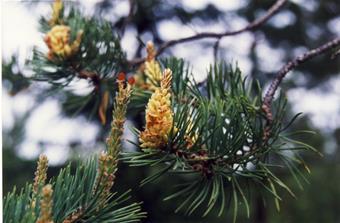Figur NF8 Honblommor (röda) och hanblommor (gula) hos tall. Foto Christer Karlsson. Honblommorna sitter antingen ensamma eller flera tillsammans vid sidan av årsskottens spetsknopp (figur NF8).