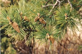Mängden honblommor är på grund av detta svår att uppskatta på stående träd. 81 När pollenet har fastnat i en honblomma börjar en pollenslang växa för att befrukta fröanlaget.