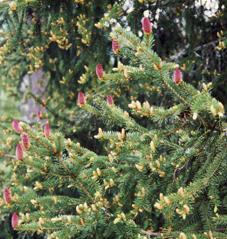 År 2: Blomning, pollinering, befruktning, kottillväxt och frömognad. Blomning sker i maj juni år 2 och pollen sprids med vinden från hanblommor till honblommor (figur NF11).