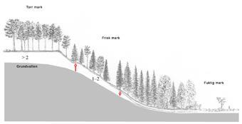 148 Mekanisk markberedning Behovet av och förutsättningarna för mekanisk markberedning på olika skogsmarker beror mycket på markens fuktighet (figur NF25).