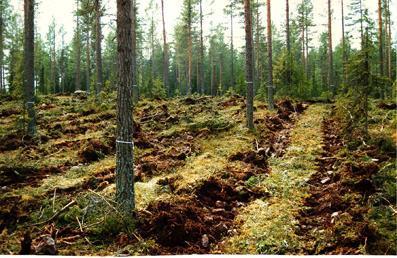 Torra marker Torra marker återfinns på plana, mäktiga sand- och grussediment samt på övre delen av kullar och åsryggar. Grundvattenytan ligger djupare än 2 meter (figur NF25).