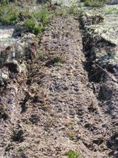 Figur NF29 Exempel på ett aggregat Eco seedplanter med skonsam