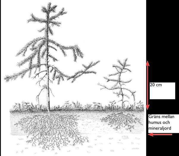 möjligheter till överlevnad och tillväxt. En planta som växer under skärm har även ett mindre vattenbehov än motsvarande planta på ett kalhygge.