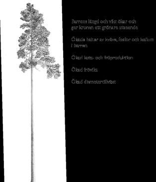 Fröträdens/skärmträdens reaktion vid friställning De friställda frö- eller skärmträden reagerar på den plötsligt minskade konkurrensen genom att öka sin diameter-, rot- och krontillväxt.