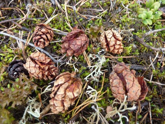 Skador och konsumtion av frön Frön är rika på fett, proteiner och kolhydrater och är därför begärliga som föda för olika djur.