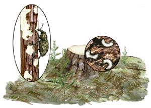cm (diameter > 7 mm) har vid måttliga angrepp en stor chans att överleva (figur NF50 och NF51), eftersom snytbaggarna i regel inte förmår ringbarka dem.