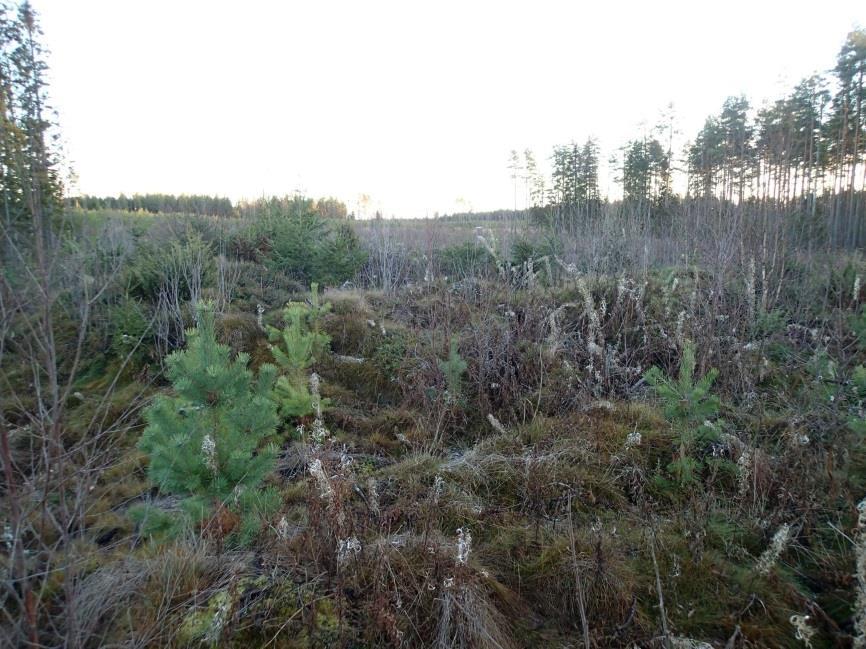 13 Tjärgrop, tagits mot söder. 4 NÄRPIÖ (NÄRPES) BOELMOSSEN Fornlämning: - Värdekl: preliminärt en möjlig fornlämning osäker.