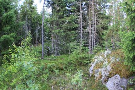 På byggplatsen finns grövre gallringsbestånd av gran med ett litet inslag av glasbjörk på frisk mo (MT).