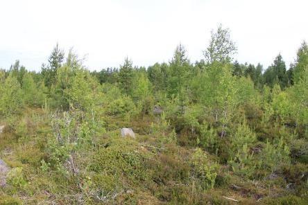 På platsen finns inga livsmiljöer som lämpar sig för flygekorrar. Relativ fågeltäthet 254,5 par/km 2. Kraftverk 23 Vindkraftverk 23 placeras öster om Nedermoss skogsväg, väster om åkern Rörängsviken.