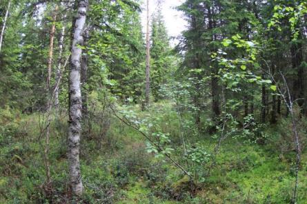 Kraftverk 25 Vindkraftverk 25 placeras öster om Nedermoss skogsväg, norr om åkern Rörängsviken. På kraftverkets byggplats finns ett kargt tallplantbestånd (höjd ca 1 5 m) på bergig karg mo (CT).