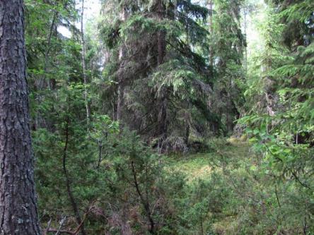 Kraftverk 28 Vindkraftverk 28 placeras norr om Nedermoss skogsväg, söder om åkerområdet Nedermossen. På kraftverkets byggplats finns talldominerad blandskog på torr mo (VT).