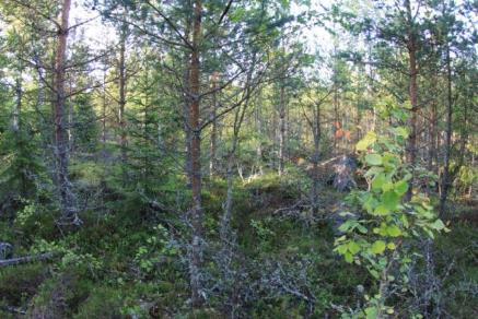 I byggplatsens omgivning fanns ett revir för svarthätta, vilket tyder på näringsrik mark. På platsen finns inga livsmiljöer som lämpar sig för flygekorrar. Relativ fågeltäthet 342,9 par/km 2.