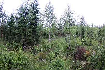 Kraftverk 8 Vindkraftverk nr 8 placeras söder om Storkärrvägen, nordost om Småträsken. På byggplatsen finns ett något försumpat ungt gallringsbestånd av tall och gran (höjd 8 13 m).
