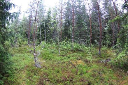 På vindkraftverkets byggplats och där servicevägen till kraftverket ska byggas finns inga hotade eller fridlysta växtarter och inte heller några skyddade eller hotade naturtyper.