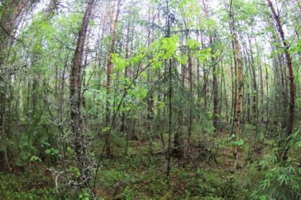Cirka 200 meter nordväst om kraftverkets byggplats sjöng en lundsångare på sitt revir. Arten är en ganska fåtalig häckande art i Finland.