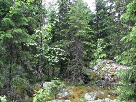 Kraftverk 13 Vindkraftverk 13 placeras mitt emellan Kanaliden och Flatbergets skogsbilväg. Skogstypen på kraftverkets byggplats är ung frisk mo av blåbärstyp med gran som dominerande trädslag.