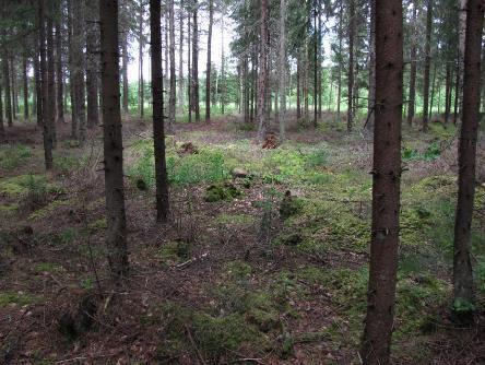 I markskiktet finns bl.a. vägg-, kam- och husmossa. Berget ligger mycket nära ytan, stenar syns här och där.
