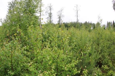 Kraftverk 15 Vindkraftverk 15 placeras norr om Hedenvägen, nära södra delen av åkerområdet Klockarliden.
