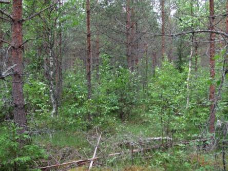 Figur 84: Kraftverksplats 15. Fågelbestånd och flygekorre: Vid punkttaxeringen noterades 26 par av 14 fågelarter.