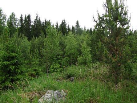Kraftverk 18 Vindkraftverk 18 placeras nära Flatbergets skogsbilväg, öster om Råmossen. På kraftverkets byggplats finns granbestånd på frisk mo (MT).