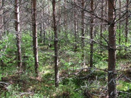 Buskskiktet är tätt och består av unga glasbjörkar och granplantor. I fältskiktet växer lingon, blåbär, ekorrbär, skogsstjärna och kruståtel. I bottenskiktet dominerar väggmossa.