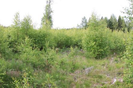 På vindkraftverkets byggplats och där servicevägen till kraftverket ska byggas finns inga hotade eller fridlysta växtarter och inte heller några skyddade eller hotade naturtyper.