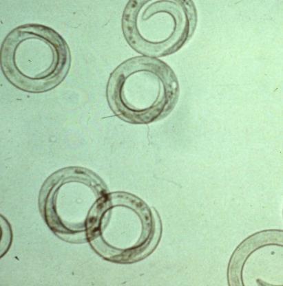 20 % av de mjölkande korna är seropositiva Kraftig reinfektion hos immuna djur kan ge symptom, men är