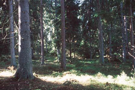 UTMARKSSKOG Figur 7. Gammal, barrträdsdominerad före detta betad utmarksskog på Djäknabygd 1965 där björken har gallrats bort, men där ek och bok föryngrats genom nötskrikans försorg.